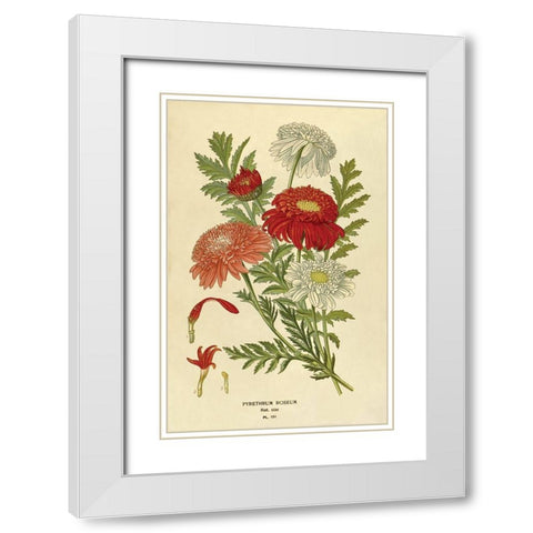 Pyrethrum Roseum White Modern Wood Framed Art Print with Double Matting by Anonymous