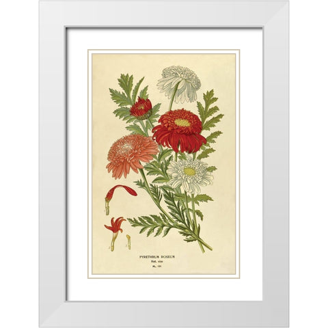 Pyrethrum Roseum White Modern Wood Framed Art Print with Double Matting by Anonymous