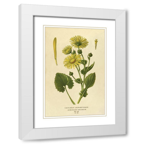 Caucasian Leopardâ€™s Bane White Modern Wood Framed Art Print with Double Matting by Anonymous