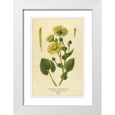 Caucasian Leopardâ€™s Bane White Modern Wood Framed Art Print with Double Matting by Anonymous