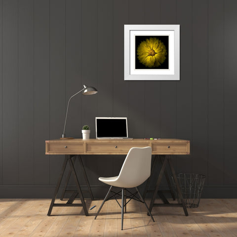 Yellow Chrysanthemum White Modern Wood Framed Art Print with Double Matting by Carson, Brian