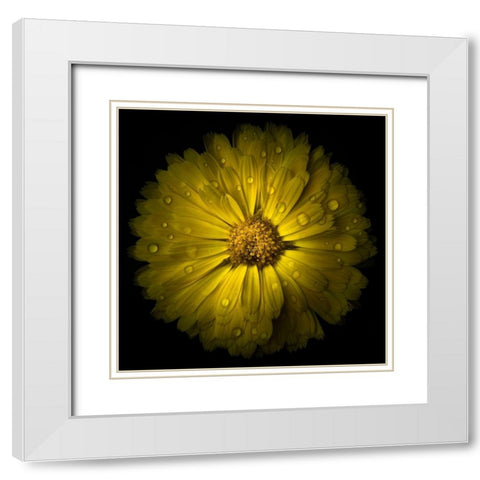 Yellow Chrysanthemum White Modern Wood Framed Art Print with Double Matting by Carson, Brian