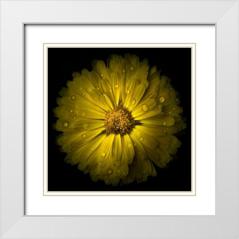 Yellow Chrysanthemum White Modern Wood Framed Art Print with Double Matting by Carson, Brian