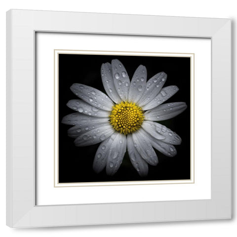 Daisy with Water Droplets White Modern Wood Framed Art Print with Double Matting by Carson, Brian