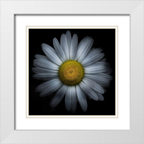 Daisy White Modern Wood Framed Art Print with Double Matting by Carson, Brian