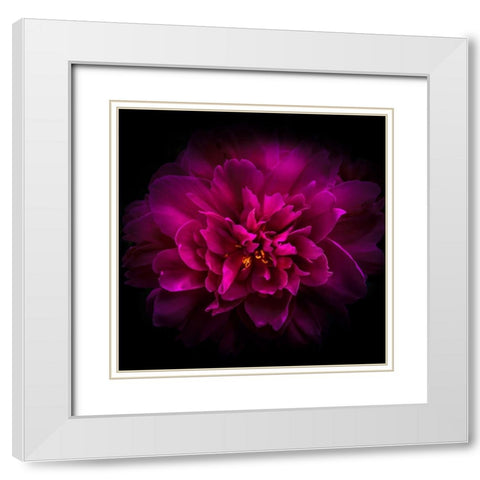 Peony White Modern Wood Framed Art Print with Double Matting by Carson, Brian