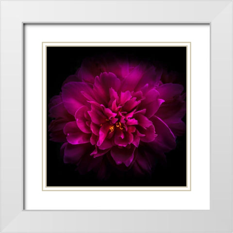 Peony White Modern Wood Framed Art Print with Double Matting by Carson, Brian