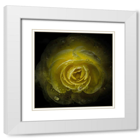 Yellow Rose with Water Droplets White Modern Wood Framed Art Print with Double Matting by Carson, Brian