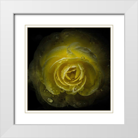 Yellow Rose with Water Droplets White Modern Wood Framed Art Print with Double Matting by Carson, Brian