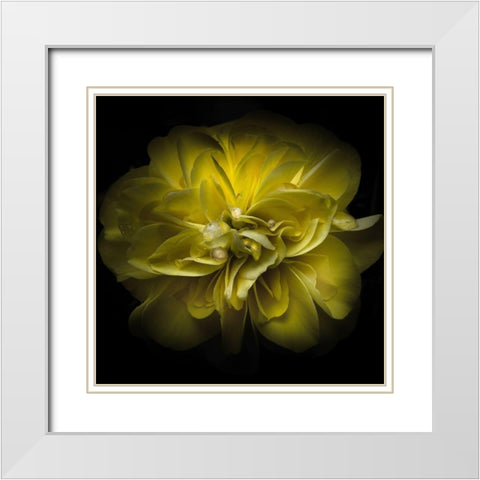 Golden Yellow Petals White Modern Wood Framed Art Print with Double Matting by Carson, Brian