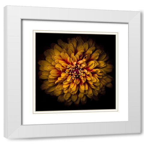 Orange Chrysanthemum White Modern Wood Framed Art Print with Double Matting by Carson, Brian