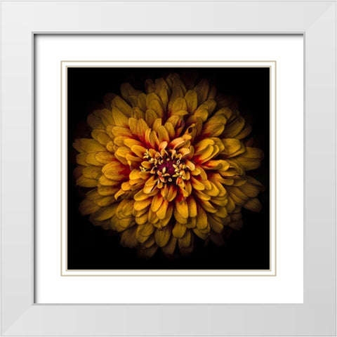 Orange Chrysanthemum White Modern Wood Framed Art Print with Double Matting by Carson, Brian