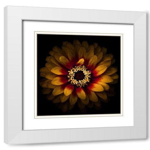 Yellow Red Chrysanthemum White Modern Wood Framed Art Print with Double Matting by Carson, Brian