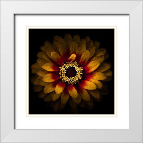 Yellow Red Chrysanthemum White Modern Wood Framed Art Print with Double Matting by Carson, Brian