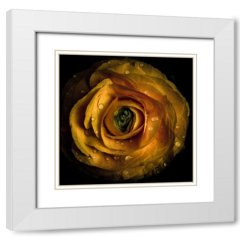 Golden Yellow Rose White Modern Wood Framed Art Print with Double Matting by Carson, Brian