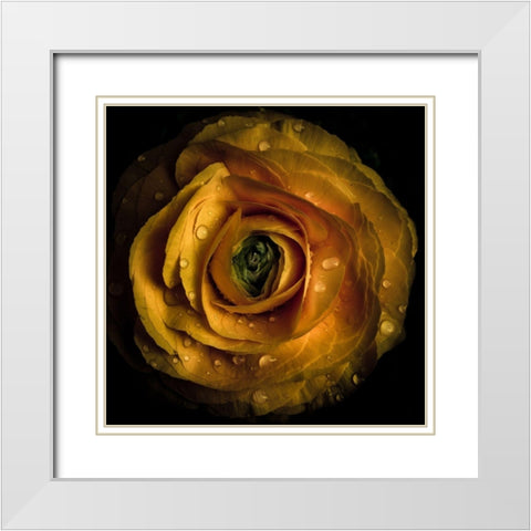 Golden Yellow Rose White Modern Wood Framed Art Print with Double Matting by Carson, Brian