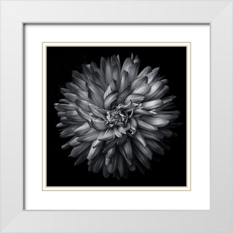 Black and White Petals White Modern Wood Framed Art Print with Double Matting by Carson, Brian