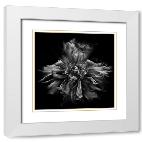 Dynamic Petals White Modern Wood Framed Art Print with Double Matting by Carson, Brian