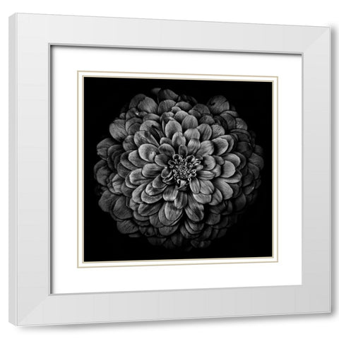 Black and White Chrysanthemum White Modern Wood Framed Art Print with Double Matting by Carson, Brian