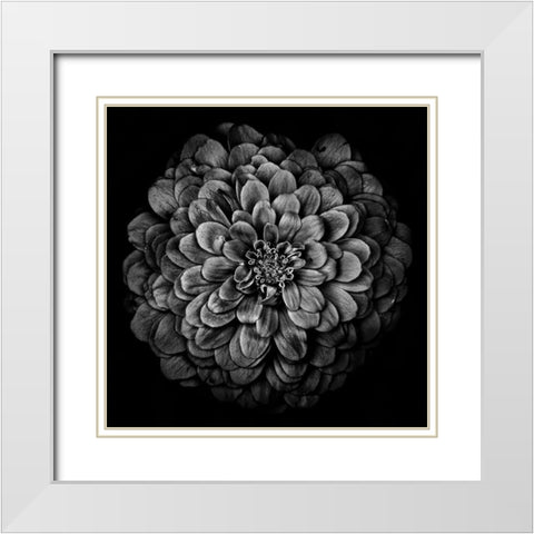 Black and White Chrysanthemum White Modern Wood Framed Art Print with Double Matting by Carson, Brian