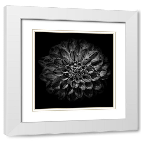 Black and White Dahlia  White Modern Wood Framed Art Print with Double Matting by Carson, Brian