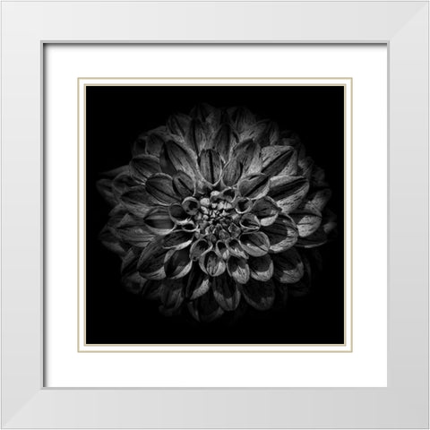 Black and White Dahlia  White Modern Wood Framed Art Print with Double Matting by Carson, Brian