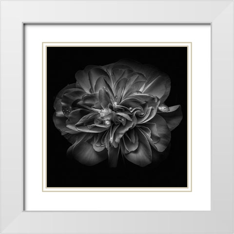 Black and White Petals II White Modern Wood Framed Art Print with Double Matting by Carson, Brian