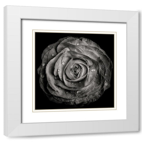 Black and White Rose White Modern Wood Framed Art Print with Double Matting by Carson, Brian