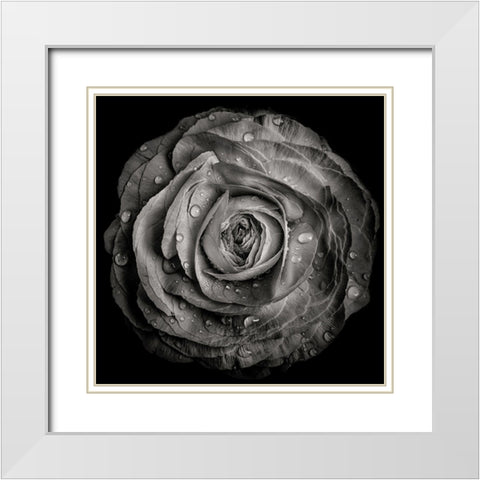 Black and White Rose White Modern Wood Framed Art Print with Double Matting by Carson, Brian