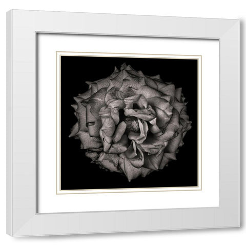 Black and White Flower White Modern Wood Framed Art Print with Double Matting by Carson, Brian