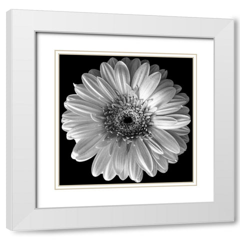 Black and White Gerbera White Modern Wood Framed Art Print with Double Matting by Graciet, Stephane