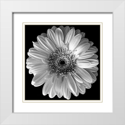 Black and White Gerbera White Modern Wood Framed Art Print with Double Matting by Graciet, Stephane