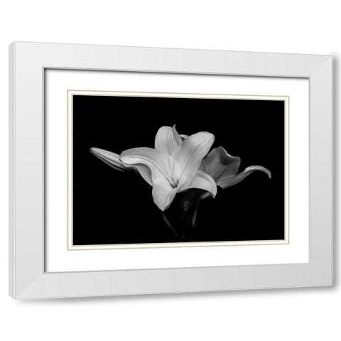 White Lily White Modern Wood Framed Art Print with Double Matting by Graciet, Stephane