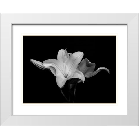 White Lily White Modern Wood Framed Art Print with Double Matting by Graciet, Stephane