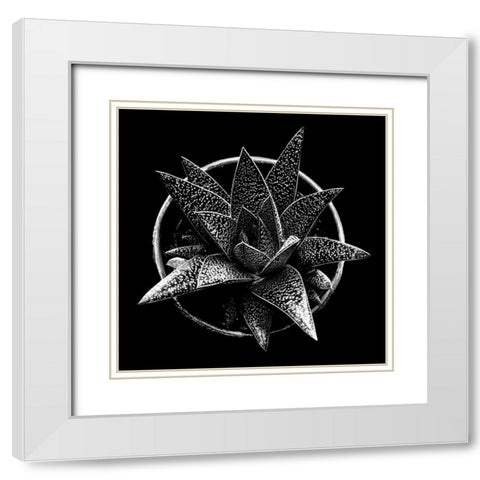 Black and White Succulent  White Modern Wood Framed Art Print with Double Matting by Graciet, Stephane