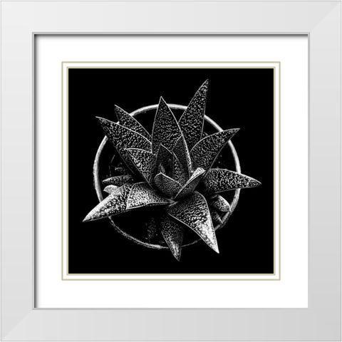Black and White Succulent  White Modern Wood Framed Art Print with Double Matting by Graciet, Stephane