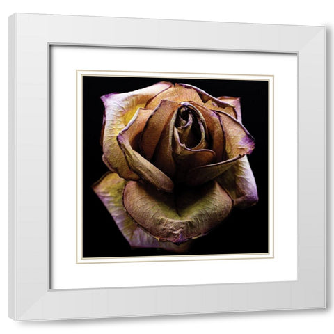Colorful Rose White Modern Wood Framed Art Print with Double Matting by Graciet, Stephane