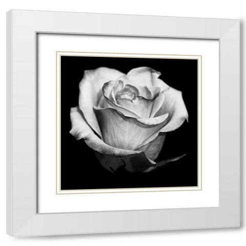 Black and White Rose White Modern Wood Framed Art Print with Double Matting by Graciet, Stephane