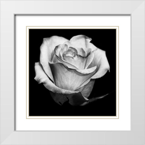 Black and White Rose White Modern Wood Framed Art Print with Double Matting by Graciet, Stephane