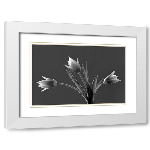 Tulip Trio White Modern Wood Framed Art Print with Double Matting by Frates, Dennis