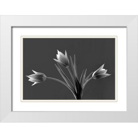 Tulip Trio White Modern Wood Framed Art Print with Double Matting by Frates, Dennis