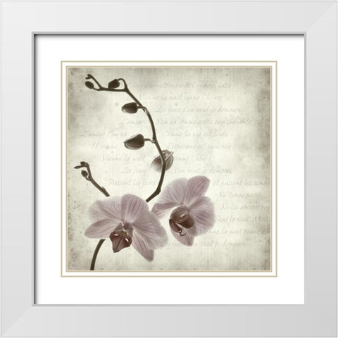 Retro Orchid White Modern Wood Framed Art Print with Double Matting by Anonymous