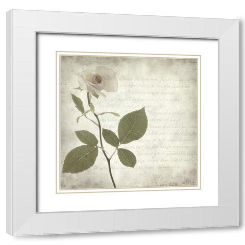 Retro Rose White Modern Wood Framed Art Print with Double Matting by Anonymous
