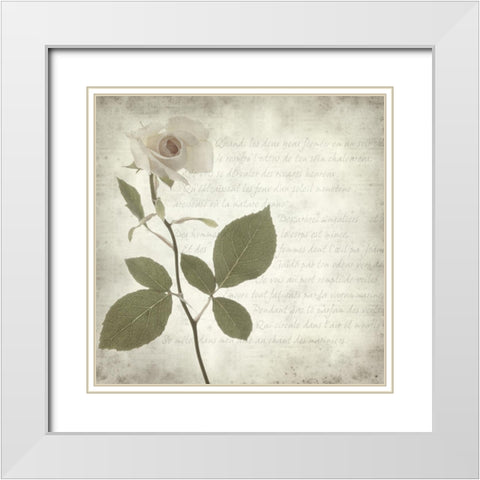 Retro Rose White Modern Wood Framed Art Print with Double Matting by Anonymous