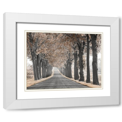 Road Through Tree Alley White Modern Wood Framed Art Print with Double Matting by Anonymous