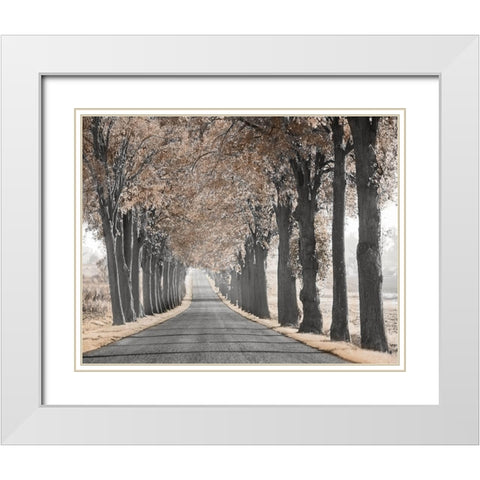 Road Through Tree Alley White Modern Wood Framed Art Print with Double Matting by Anonymous