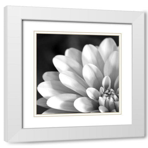 Radiating Petals White Modern Wood Framed Art Print with Double Matting by Anonymous