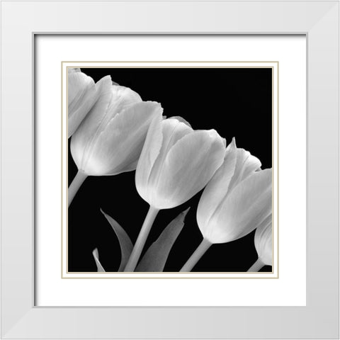 Tulip Line White Modern Wood Framed Art Print with Double Matting by Anonymous