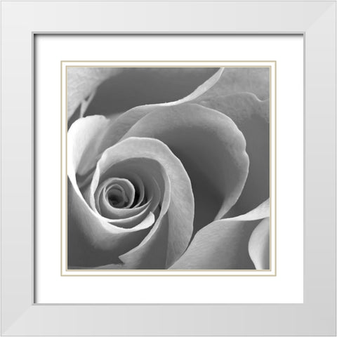 Rose Spiral II White Modern Wood Framed Art Print with Double Matting by Anonymous