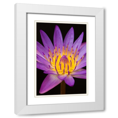 Violet Lotus White Modern Wood Framed Art Print with Double Matting by Anonymous